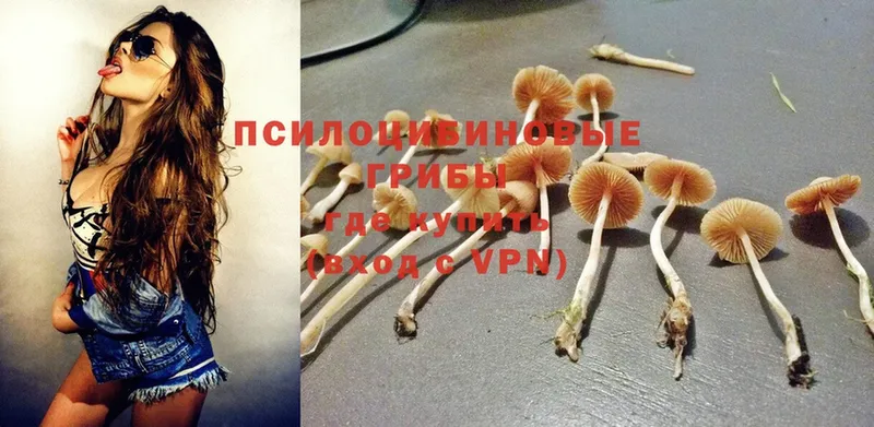 хочу   Курчатов  Псилоцибиновые грибы Magic Shrooms 